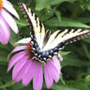 Meet your Posher, Joan